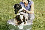 How to Care for a Skunk Sprayed Dog