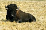 What Are Two of the American Bison's Adaptations?