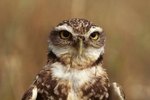 How Does a Burrowing Owl Protect Itself From Predators?