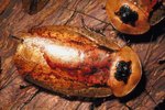 What Is the Difference Between Wood Roaches & Cockroaches?
