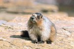 Marmots In California