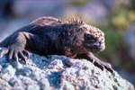 What Reptiles Adapted to Saltwater?
