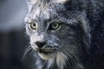 The Scientific Names for the Bobcat & Lynx