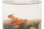 Effects of Soft Water on Goldfish