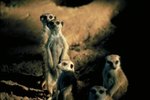 Where Are Meerkats Found?