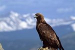 Natural Habitats of Red-Tailed Hawks