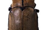Facts on Elephant Beetles