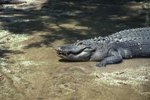 How Does an Alligator Hiss?