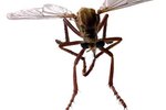 Difference Between Gnats & Fruit Flies
