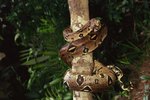 What Does the Boa Constrictor Look Like?