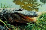 What Kind of Climate Do Alligators Live In?