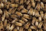 Are Russian Bees Gentle or Aggressive?