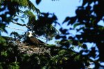 When Do Bald Eagles Lay Their Eggs After Mating?