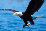 Do Eagles Grind Down Their Beak & Talons?