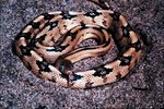 How to Identify a Gulf Hammock Rat Snake