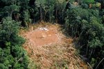 The Effects of Rainforest Depletion on Animals
