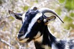 Why Do Billy Goats Smell So Bad?