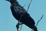Crow & Raven Comparison