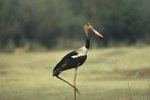 What Birds Have Long Beaks & Long Legs?