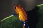 Characteristics of Poisonous Frogs