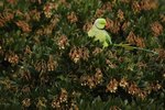 Indian Ringneck Parakeet Habitat