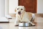 How to Make Homemade Dog Food to Lose Weight