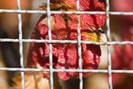 How to Build All Wire Chicken Cages