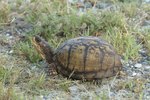 Box Turtle Facts for Kids