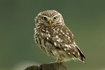 How & Why the Owl Forms a Pellet