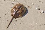 What Are Some Relatives of Horseshoe Crabs?