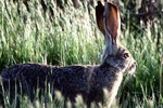 How to Care for a Baby Jackrabbit