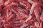 Antarctic Animals That Eat Krill