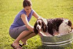 Home Remedy for Mosquito Repellent for Dogs