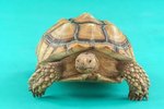 Approved Foods for Sulcata Tortoises