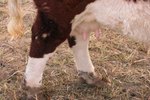 What Causes Feet to Curve Up in Cattle?
