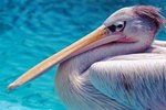 Pelican Bird Habitat