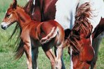 What to Feed a Broodmare in Her Last Trimester?