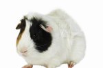When Does Your Guinea Pig Mature?