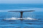 Why Does a Blue Whale Have Small Eyes?