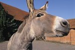 Donkeys & Mules for Pets