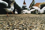 Normal Lifespan of a Pilgrim Goose