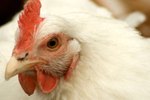 What Are the Treatments for Eye Worms in Chickens?