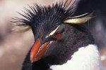 Do Penguins Have Eyebrows?