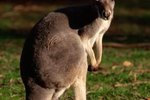 What Are the Prey or Predators of a Red Kangaroo?