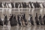 Magellanic Penguin Facts
