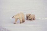 How Long Are Mom Polar Bears Pregnant?
