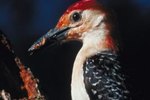 Red-Bellied Woodpecker Feather Identification