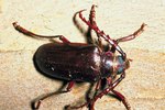 List of Dominating Coniferous Forest Insects