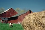 How to Calculate Hay Usage for Cows