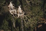 What Impact Have Humans Had on Ring-Tailed Lemurs?